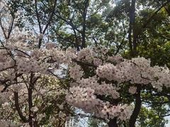 -新世界教育iVEE·英语日语西语(金桥校区)