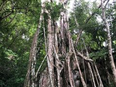 -中国科学院西双版纳热带植物园