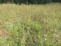 -盘龙城国家考古遗址公园