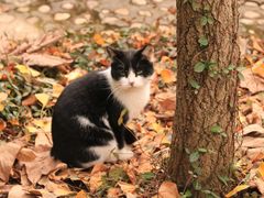 -上海佘山国家森林公园天马山园