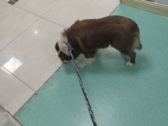 -北京观赏动物医院·24小时大型综合·猫专科·异宠专科
