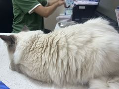 -瑞鹏宠物医院·普外科·影像科·皮肤科(城市山谷分院)