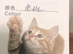 -瑞派天宁宠物医院·猫科·异宠中心