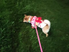 -南京Hallo宠物乐园·哈罗犬舍·柴犬繁育基地