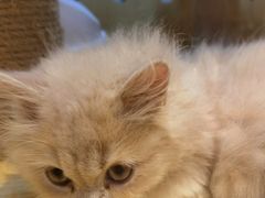 -momokira米努特·德文卷毛猫·棉花面纱犬