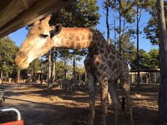 -清迈夜间动物园