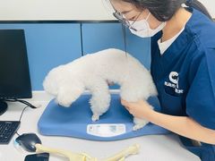 -凯瑞希宠物医院·狂犬免疫·微创·皮肤科