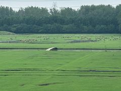 -溱湖国家湿地公园