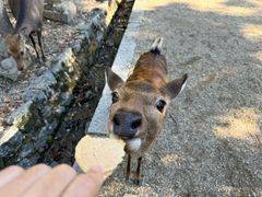 -奈良公园
