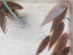 -先锋海鲜市场