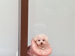 -和它·交个朋友·狗咖猫咖(爱琴海店)
