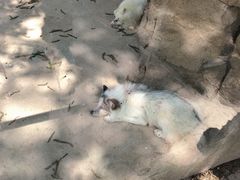 -青岛森林野生动物世界