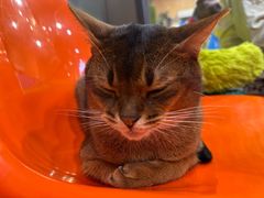 -和它·交个朋友·狗咖猫咖(爱琴海店)
