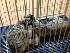 -清迈夜间动物园