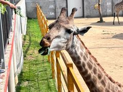-西霞口神雕山野生动物世界