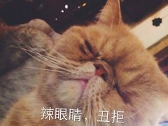 -猫色咖啡·猫咖