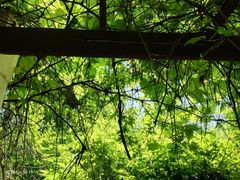 -黑龙江省森林植物园