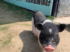 -太阳岛度假酒店