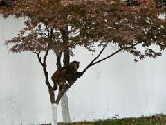 -苏州上方山国家森林公园