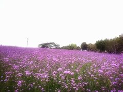 -深圳湾公园(南山区)