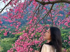-风云岭森林公园