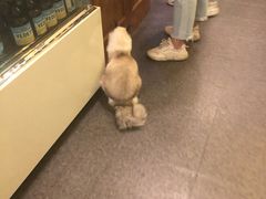 -猫色咖啡·猫咖