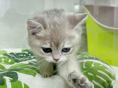 -青奢宠物·青奢猫舍