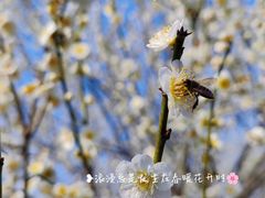 -花开海上生态园