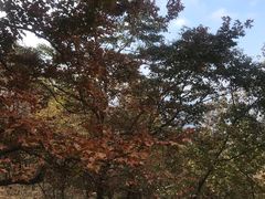 -广州市石门国家森林公园