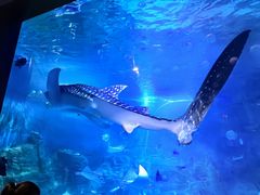 -烟台海昌鲸鲨海洋公园