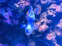 -暹罗海洋世界
