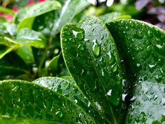 -无味饭店(九眼桥商业文化广场店)