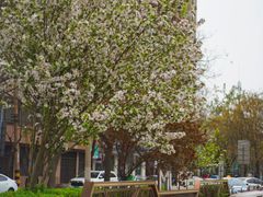 -天津五大道文化旅游区