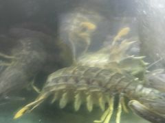 -班赞海鲜市场