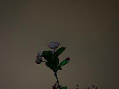 -堤角公园