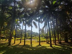 -中国科学院西双版纳热带植物园