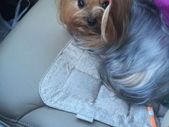 -爱宠屋pet shop·宠物洗澡·宠物美容