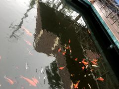 -东江湖游水三文鱼美食城