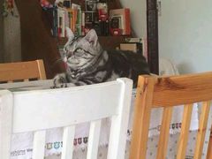 android_upload_pic-海边的猫和咖啡馆