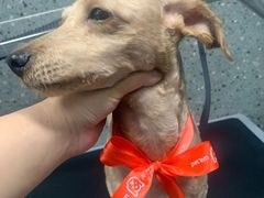 -宠物家(大兴旧宫店)