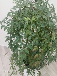 -HEYAN荷妍专业脱毛连锁机构