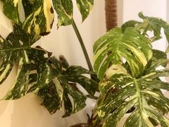 -1861意大利餐厅(来福士店)