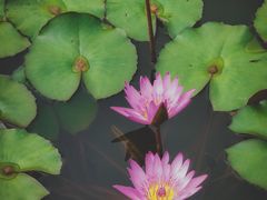 -番禺大夫山森林公园