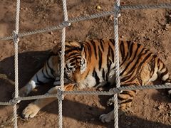 -西霞口神雕山野生动物世界