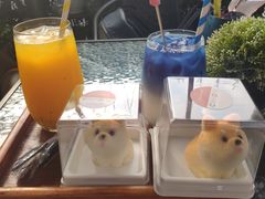 -柴犬高等学院·狗咖·柴犬售卖·宠物训练