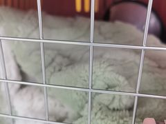 -全心全意连锁动物医院·微创中心·内科急重症·心脏专科(丰管路店)