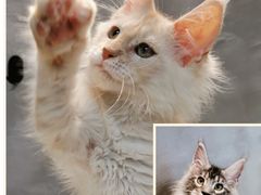 -麒麟缅因猫舍·十五年缅因猫选购中心