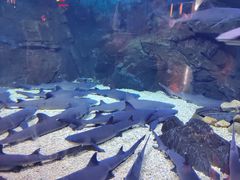 -烟台海昌鲸鲨海洋公园