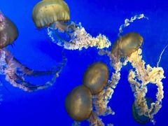 -太平洋海底世界