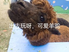 -苏州太湖西山岛开心农场